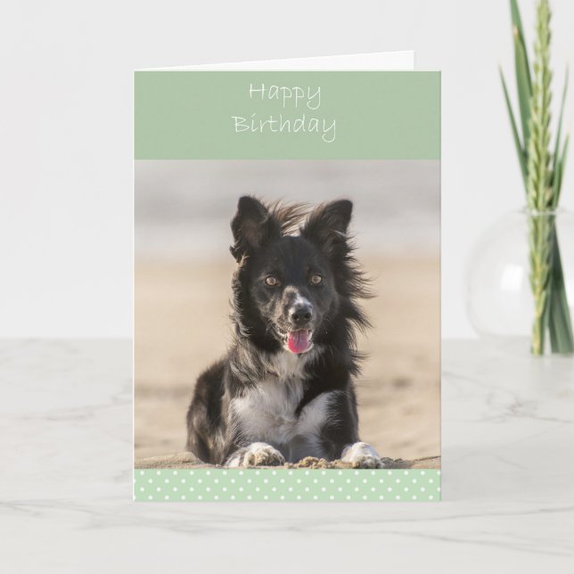 Border Collie Dog Happy Birthday Greeting Card (Front)