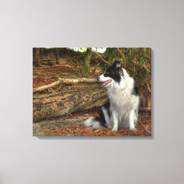 Border Collie Dog in Autumn Leafy Forest Canvas Print (Front)