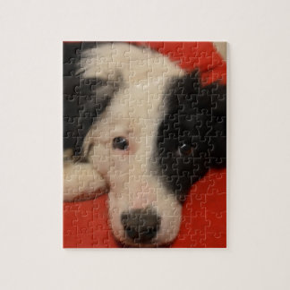 border collie dog jigsaw puzzle