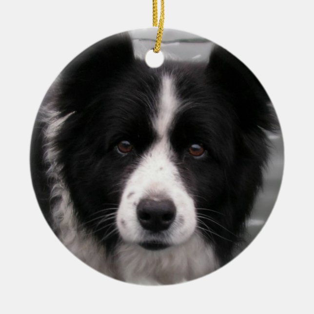 Border Collie Dog Ornament (Front)