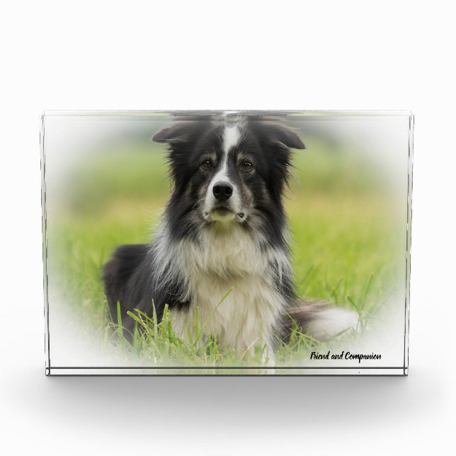 Border Collie Dog Photo Block (Front)