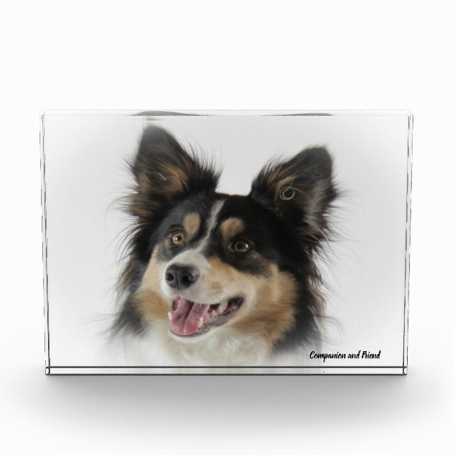 Border Collie Dog. Photo Block (Front)
