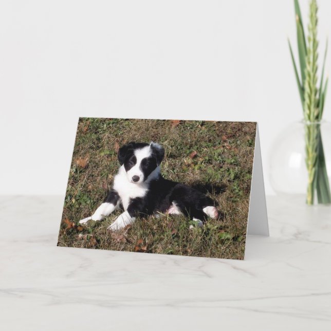 Border Collie Dog Portrait Blank Greeting Card (Front)