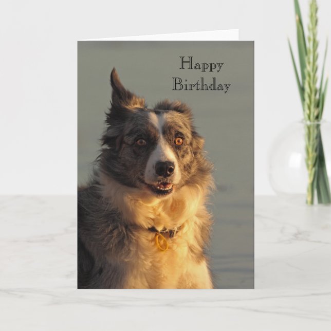 Border Collie Dog Running Happy Birthday Card (Front)