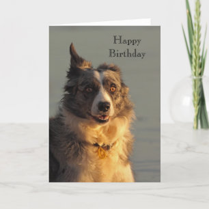 Border Collie Dog Running Happy Birthday Card