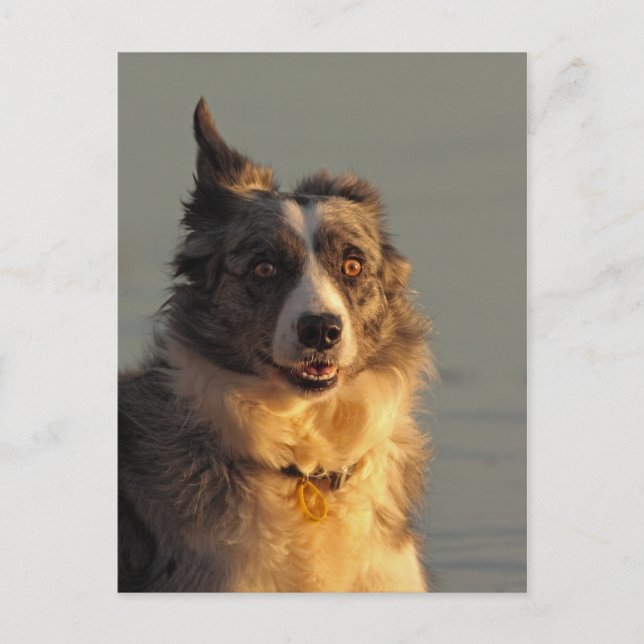 Border Collie Dog Running Postcard (Front)