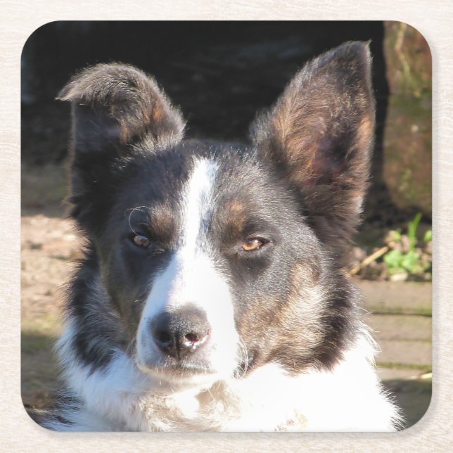 BORDER COLLIE DOG SQUARE PAPER COASTER (Front)