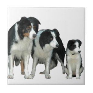 Border Collie Dogs Tile