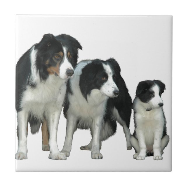 Border Collie Dogs Tile (Front)