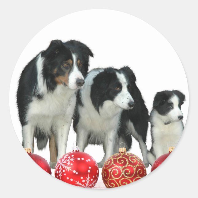 Border Collie Dogs with Red Christmas Ornaments Classic Round Sticker (Front)