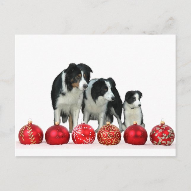Border Collie Dogs with Red Christmas Ornaments Holiday Postcard (Front)