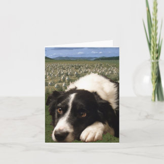 Border Collie Dreams Notecard