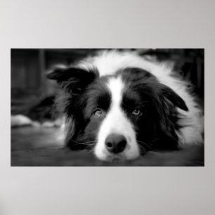 Border collie eyes poster