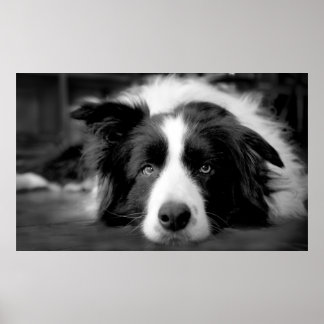 Border collie eyes poster