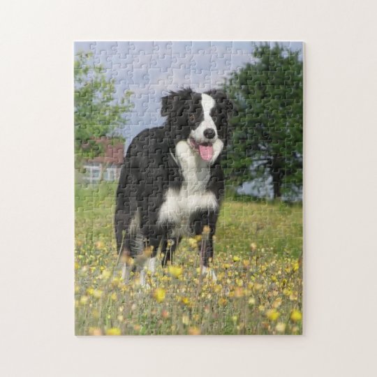 border collie full 3.png jigsaw puzzle Zazzle.co.uk