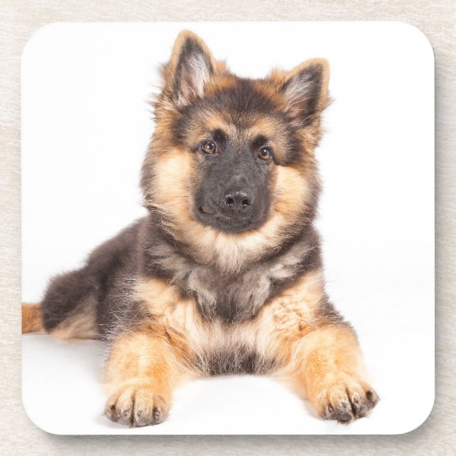 Border Collie German Shepherd Mix Coaster (Front)
