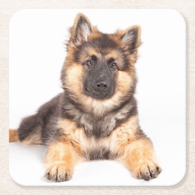 Border Collie German Shepherd Mix Square Paper Coaster (Front)