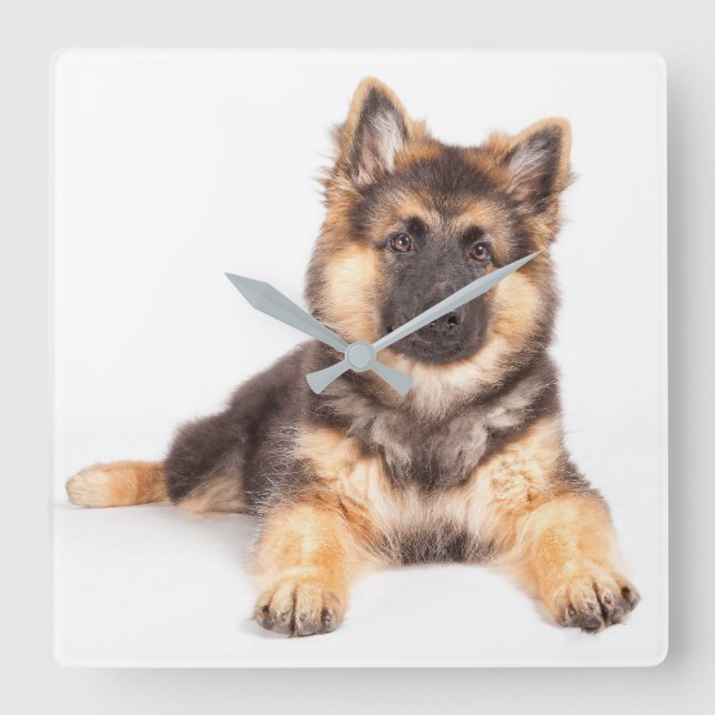 Border Collie German Shepherd Mix Square Wall Clock (Front)