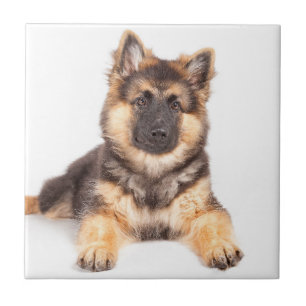 Border Collie German Shepherd Mix Tile