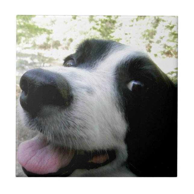 Border Collie Gifts Tile (Front)