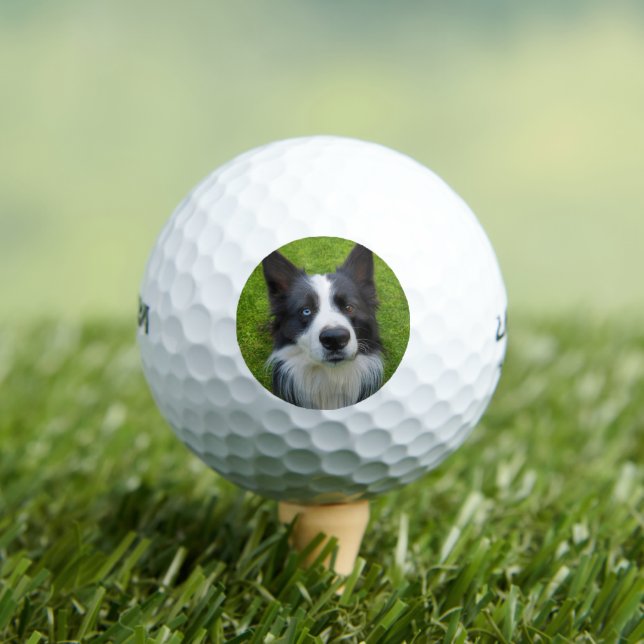 Border Collie Golf Balls (Insitu Tee)