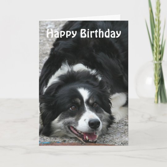 border collie happy birthday card zazzlecouk