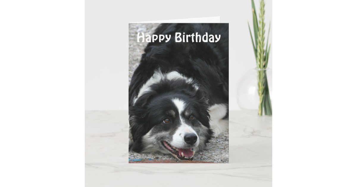 Border Collie - Happy Birthday Card | Zazzle