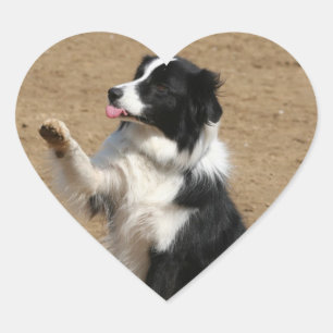 border collie heart sticker
