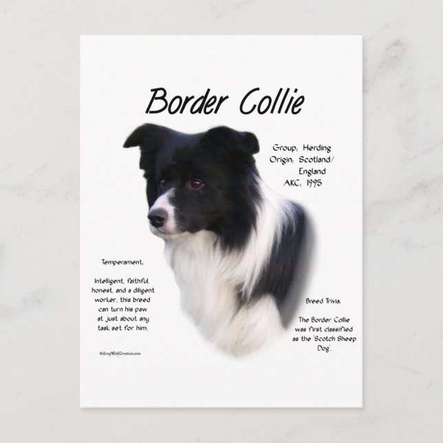 Border Collie History Design Postcard (Front)