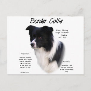 Border Collie History Design Postcard