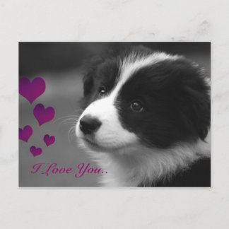Border Collie, I Love You Postcard