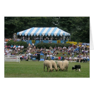 Border Collie in Action