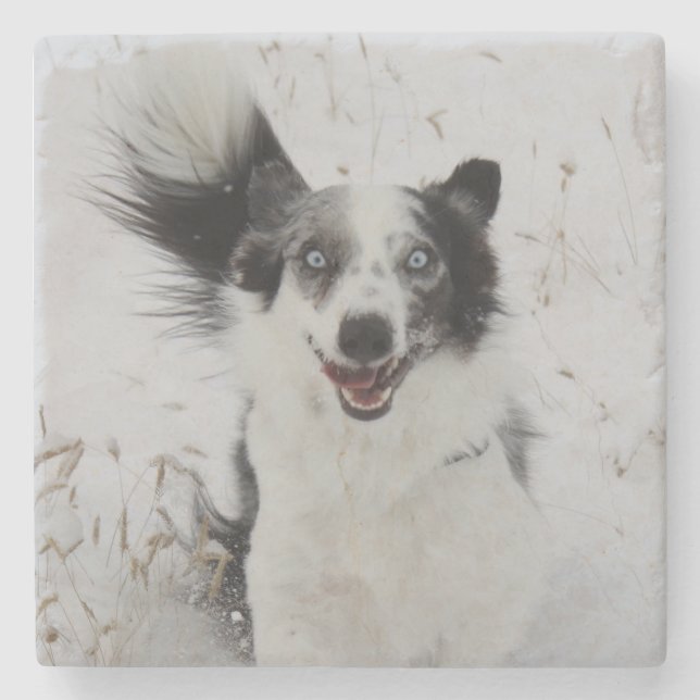 Border Collie in Montana snow. Stone Coaster (Front)