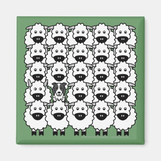 Image of Border Collie in the Sheep Magnet