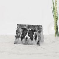 Border Collie in the Woods Birthday