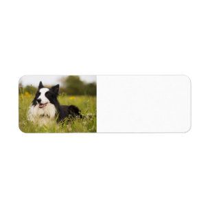 border collie in wildflowers