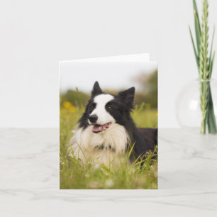 border collie in wildflowers card