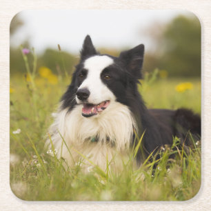 border collie in wildflowers square paper coaster