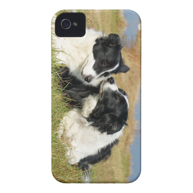 Border Collie iPhone 4S Cover (Back)