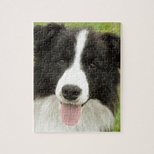 Border Collie Jigsaw Puzzle (Vertical)