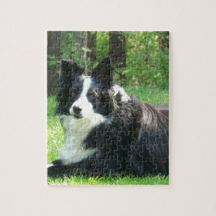 collie dog jigsaw puzzle