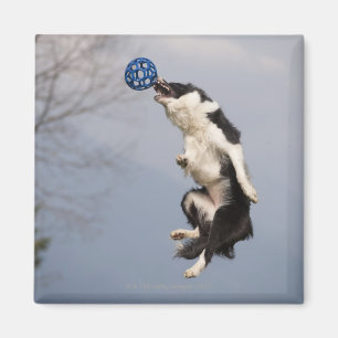 Border Collie just before catching the ball high Magnet