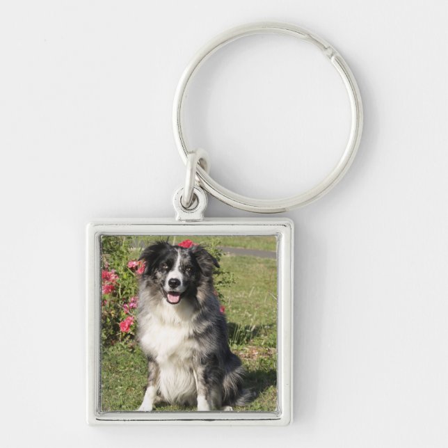 Border Collie Key Ring (Front)