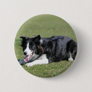 Border Collie Laying Down 6 Cm Round Badge