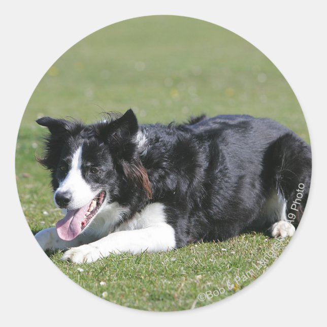 Border Collie Laying Down Classic Round Sticker (Front)