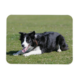 Border Collie Laying Down Magnet