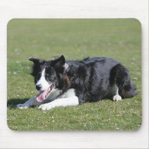 Border Collie Laying Down Mouse Mat