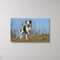 Border Collie Leg Raised