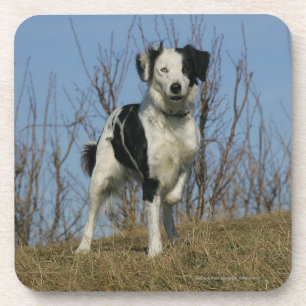 Border Collie Leg Raised Coaster