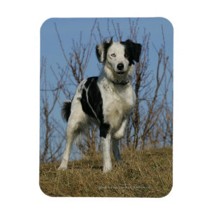 Border Collie Leg Raised Magnet